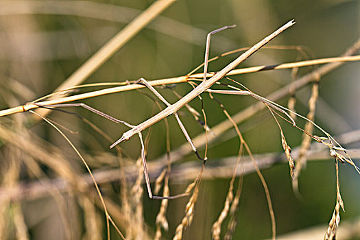 竹节虫,保护色,芦苇,意大利