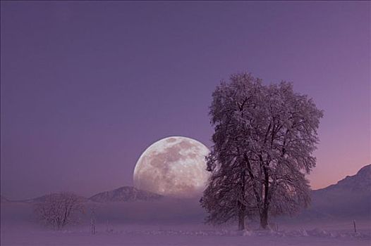 满月,风景,冬天,区域,巴伐利亚,德国