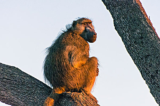 博茨瓦纳,奥卡万戈三角洲,南非大狒狒,豚尾狒狒,日出,看,食肉动物,军队,吃