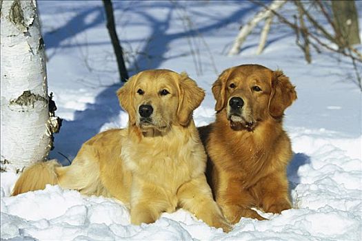 两个,金毛猎犬,狗,成年人,休息,并排,雪地