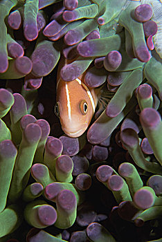粉红海葵鱼,特写,华美,海葵,公主海葵,礁石,所罗门群岛