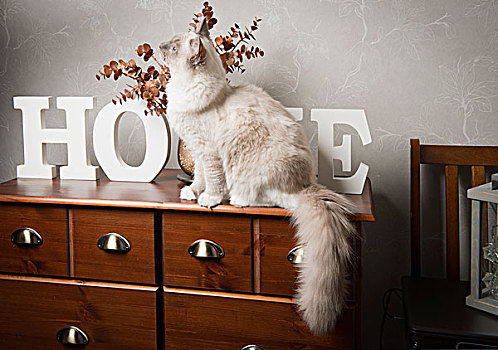猫,坐,餐具柜