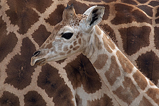 罗特希尔德长颈鹿,幼兽,非洲