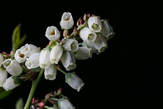 蓝莓花