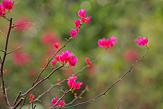 勒杜鹃花开红艳艳