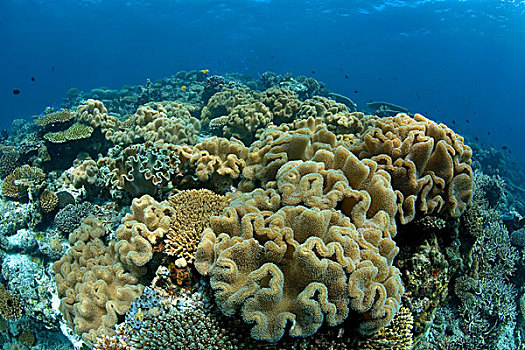 皮革,珊瑚,石头,礁石,马尔代夫,印度洋,亚洲