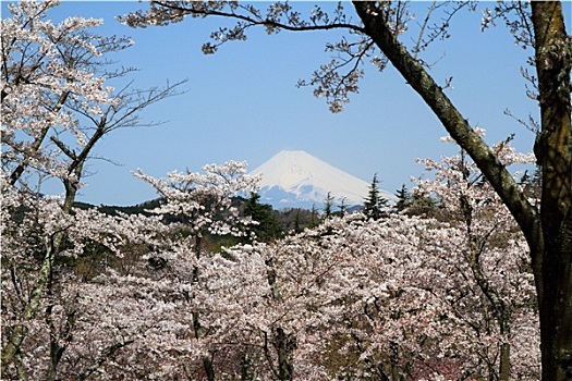 樱花,山,日本