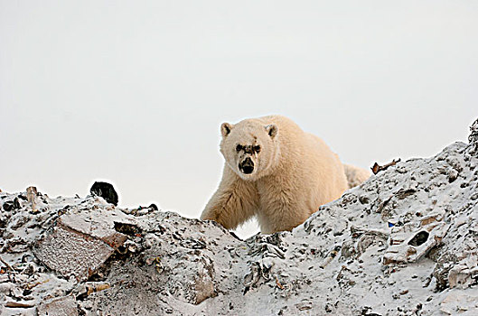北极熊,觅食,垃圾堆,丘吉尔市,曼尼托巴,加拿大,冬天