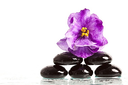 温泉浴,按摩,石头,紫罗兰,花