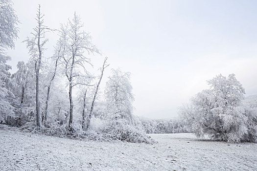 白霜,遮盖,草地,树,维也纳,木头,奥地利