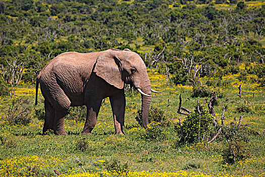 非洲,灌木,非洲象,阿多大象国家公园,东开普省,南非
