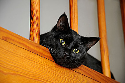 黑猫,凝视,栏杆
