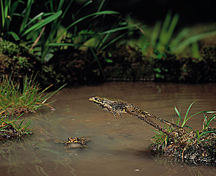 湿地,青蛙,蹦跳,上方,水中