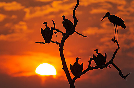 白背兀鹫,白背秃鹫,秃鹳,日落,休息,树,乔贝国家公园,博茨瓦纳,非洲