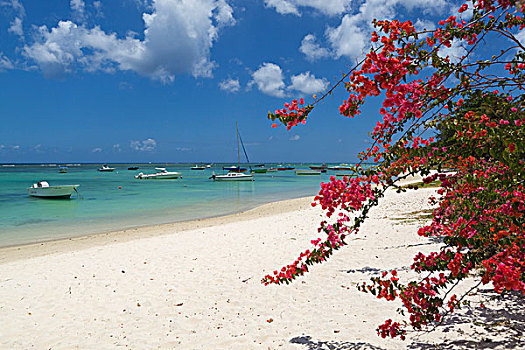 毛里求斯,北海岸,景色,公用,白沙滩,叶子花属