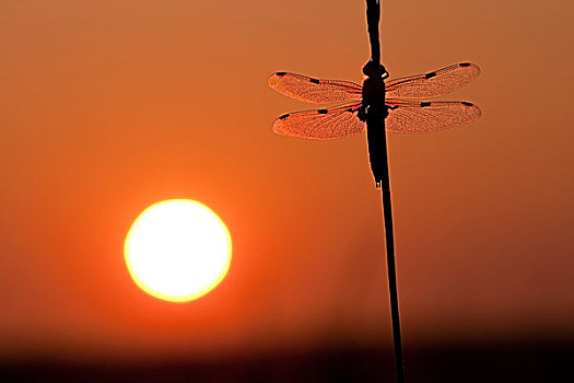 四斑猎蜻,日出,萨克森安哈尔特,德国,欧洲