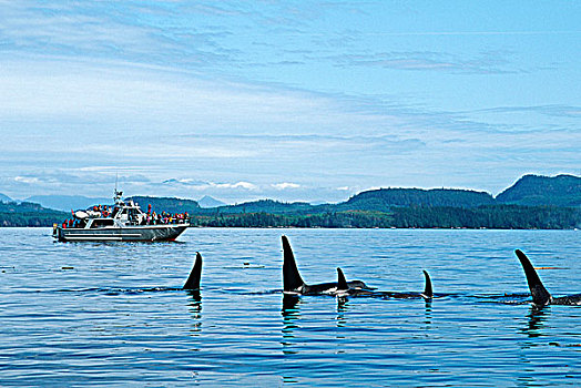 逆戟鲸,约翰斯顿海峡,看,船,温哥华岛,不列颠哥伦比亚省,加拿大
