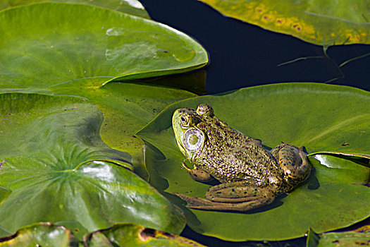 湿地,牛蛙,雄性