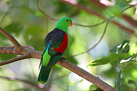 鹦鹉,昆士兰,澳大利亚