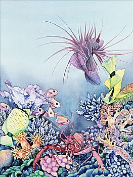 龙虾,小湾,热带,水下,珊瑚礁景,水彩画