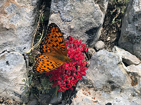 橙色,蝴蝶,花