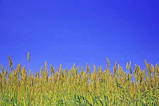 小麦,蓝天