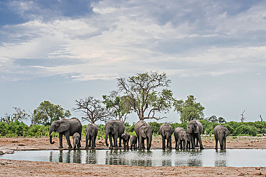 非洲象,牧群,小动物,喝,水坑,萨维提,乔贝国家公园,乔贝,地区,博茨瓦纳,非洲