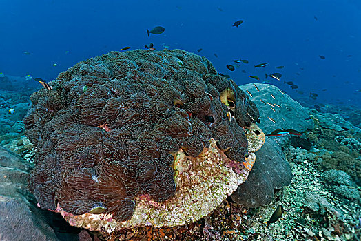 珊瑚,海葵,地点,多样,珊瑚鱼,巴厘岛,印度尼西亚,亚洲
