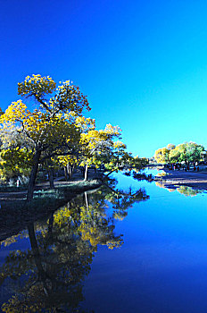 湖杨林,树,河流