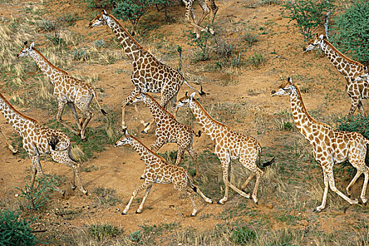 航拍,长颈鹿,牧群,跑,纳米比亚,非洲