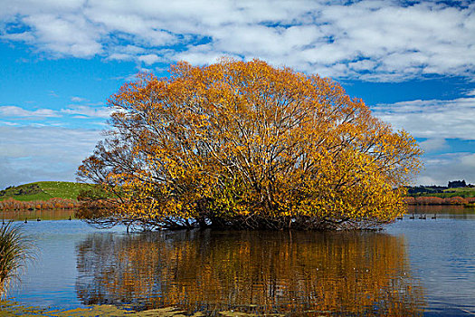 柳树,湖,靠近,南,奥塔哥,南岛,新西兰