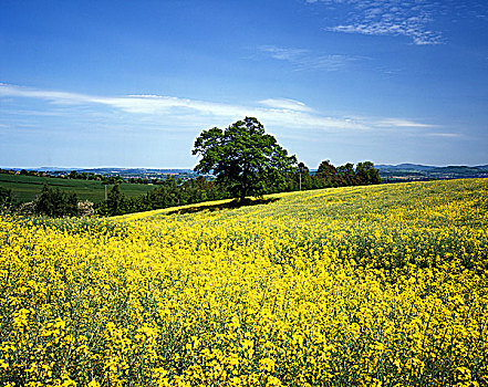 英格兰,赫里福德郡,靠近,许多,花,油菜籽,土地