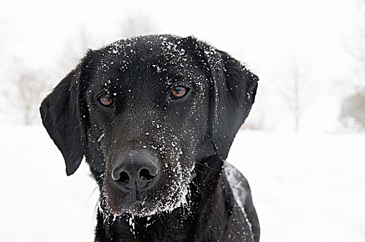 头像,狗,雪,脸