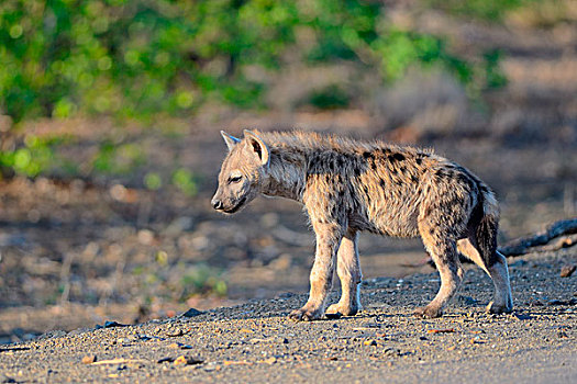 斑鬣狗,笑,鬣狗,幼兽,站立,专注,早晨,克鲁格国家公园,南非,非洲