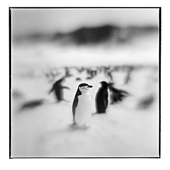 南极,欺骗岛,模糊,黑白,帽带企鹅,站立,雪,斜坡,大幅,尺寸