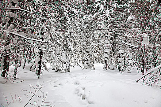 林海雪原,森林,白雪,吉林,延边