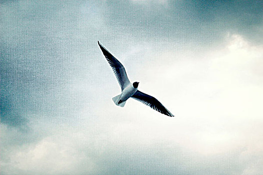 海鸥,空中