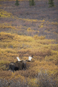 驼鹿,站立,柳树,顶峰,秋色,德纳里峰国家公园,阿拉斯加