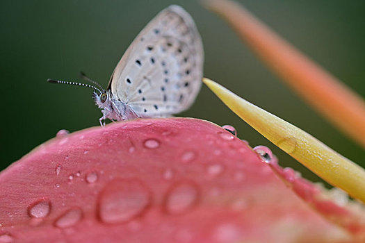 粉美人蕉上的蝴蝶