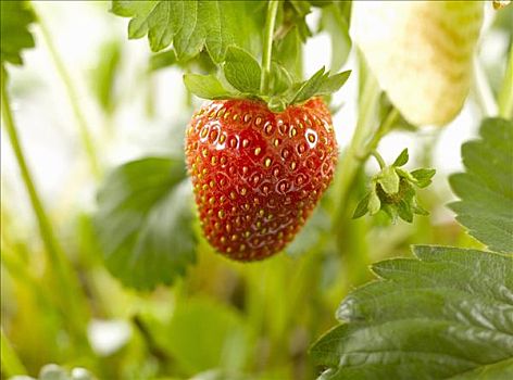 草莓,植物