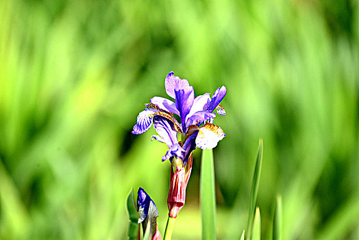 鸢尾花