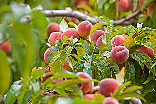 桃,桃树,不列颠哥伦比亚省,加拿大