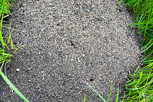 草地上的蚂蚁窝