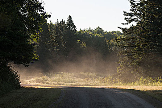 土路,通过,树林,赖丁山国家公园,曼尼托巴,加拿大