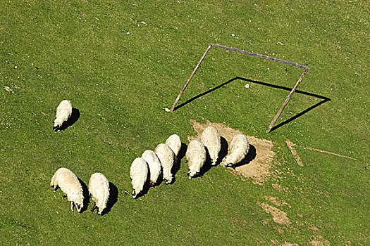 绵羊,放牧,排列,足球场