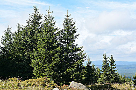 植被,布罗肯,国家公园,哈尔茨山