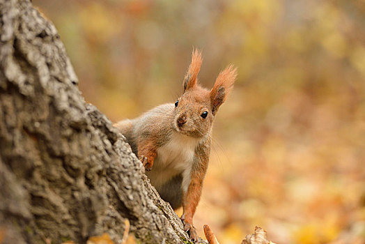 红松鼠,城市公园,秋天,莱比锡,萨克森,德国,欧洲
