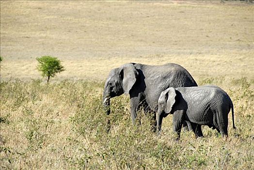 非洲象,年轻,大草原,塞伦盖蒂国家公园,坦桑尼亚