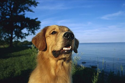 金毛猎犬,狗,成年,肖像,湖,岸边