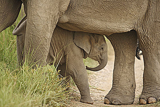 印度,亚洲象,一个,国家公园